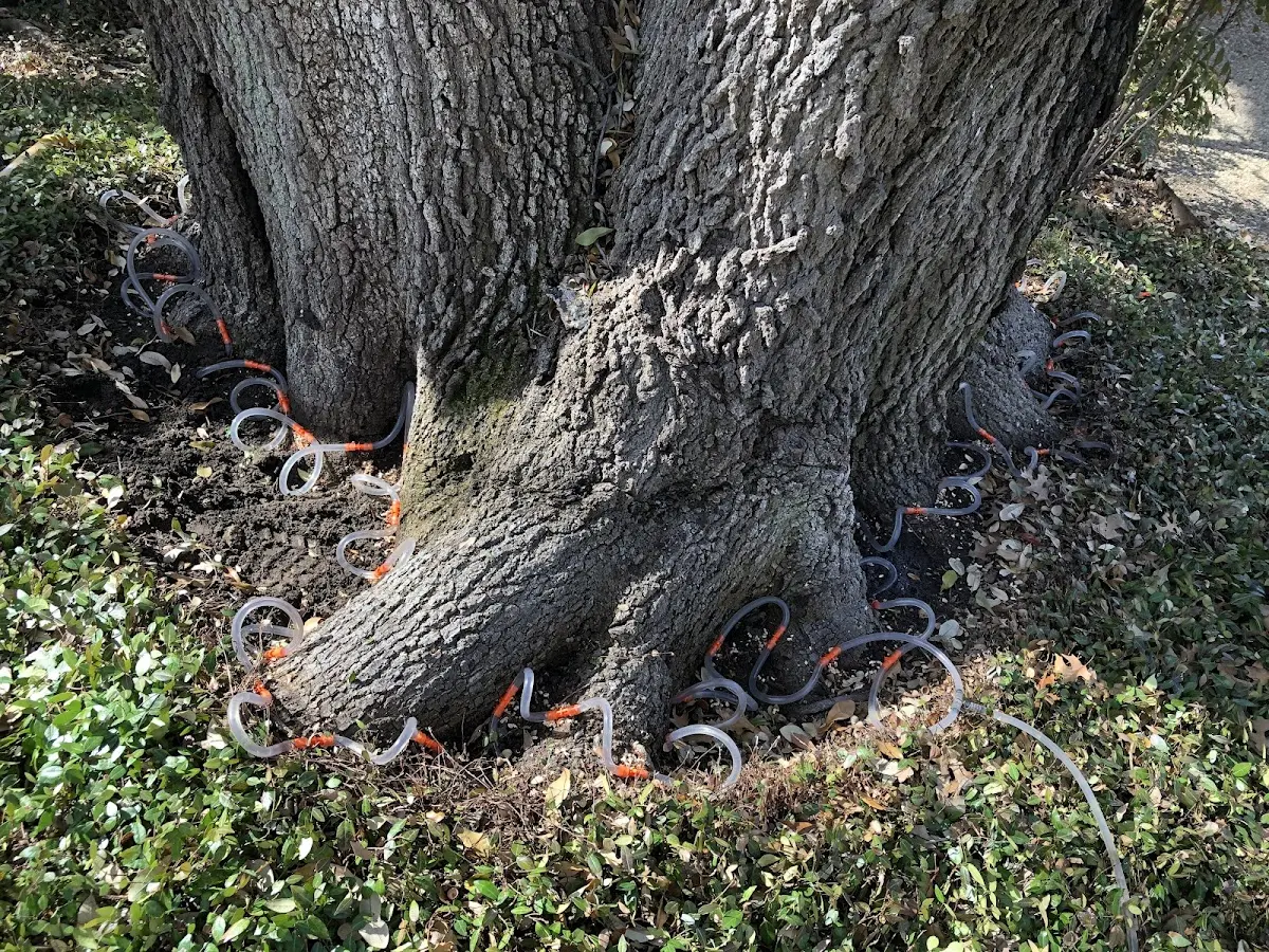 Detailed Tree Cabling and Bracing job site in East Windsor Hill