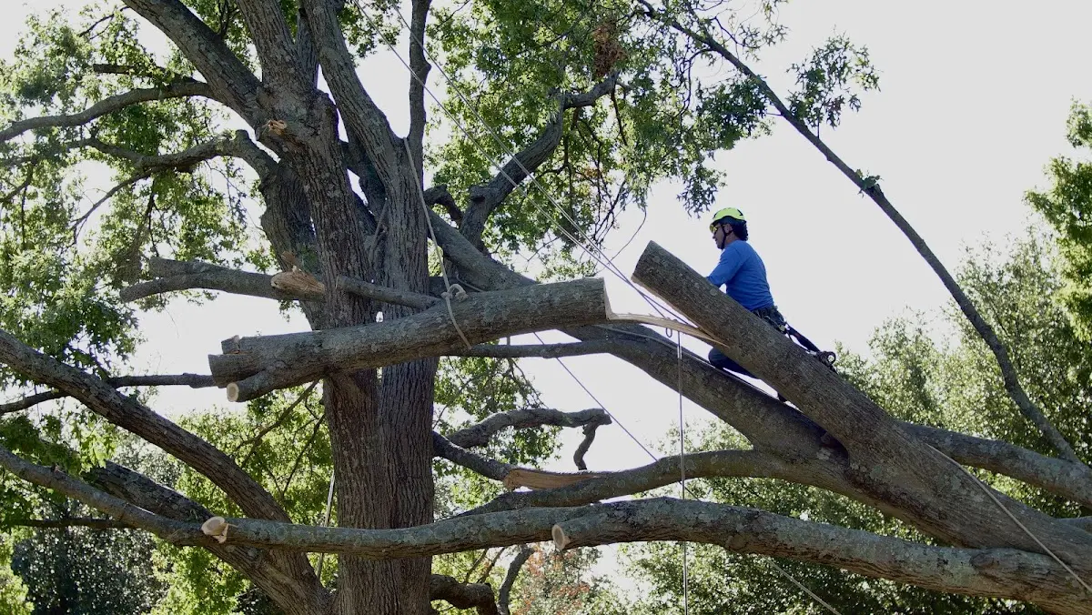 Professional Hazardous Tree Removal performed by certified arborists in East Windsor Hill
