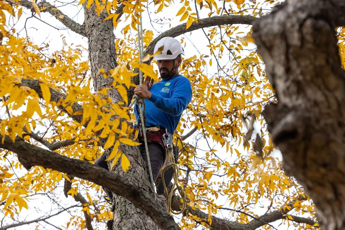Skilled Tree Pruning crew working in East Windsor Hill