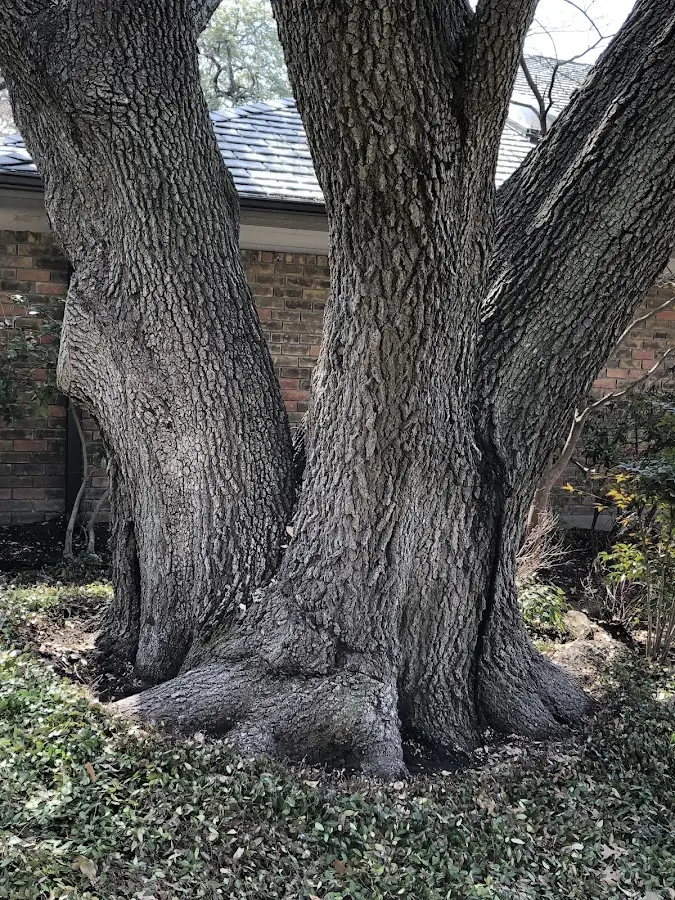 Mature heritage tree close to a East Windsor Hill property cared for by certified arborists